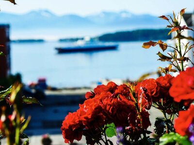 Røde roser mot en uskarp bakgrunn med fjord, flett og et stort skip